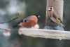 Bullfinch