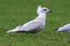 Iceland Gull