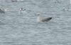 Caspian Gull