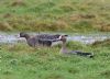 Russian White-fronted Goose