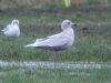 Iceland Gull