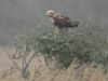 Marsh Harrier