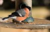 Bullfinch