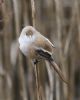 Bearded Tit