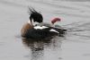 Red-breasted Merganser