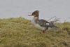 Red-breasted Merganser