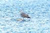 Caspian Gull