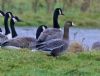 Russian White-fronted Goose