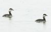 Slavonian Grebe