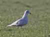 Iceland Gull