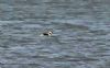 Long-tailed Duck