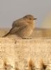 Black Redstart