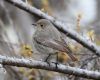 Black Redstart