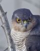 Sparrowhawk