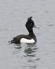 Tufted Duck