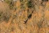 Marsh Harrier