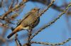 Black Redstart