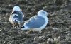 Yellow-legged Gull