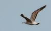 Caspian Gull