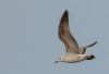 Caspian Gull