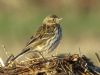 Meadow Pipit