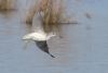 Greenshank