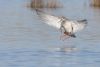 Spotted Redshank