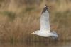 Common Gull