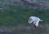 Caspian Gull