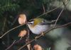 Firecrest