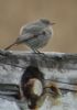 Black Redstart