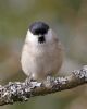 Marsh Tit