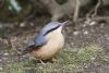 Nuthatch