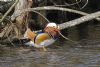 Mandarin Duck