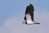 Lapwing