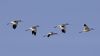 Avocet