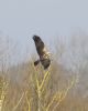 Marsh Harrier