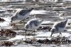 Sanderling