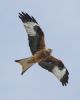 Red Kite