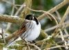 Reed Bunting