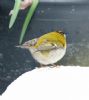 Firecrest