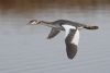 Great Crested Grebe