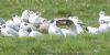 Iceland Gull