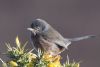 Dartford Warbler