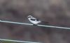 Great Grey Shrike