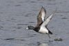 Tufted Duck