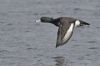 Tufted Duck