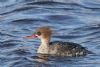 Red-breasted Merganser