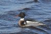 Red-breasted Merganser