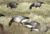 Dark-bellied Brent Goose